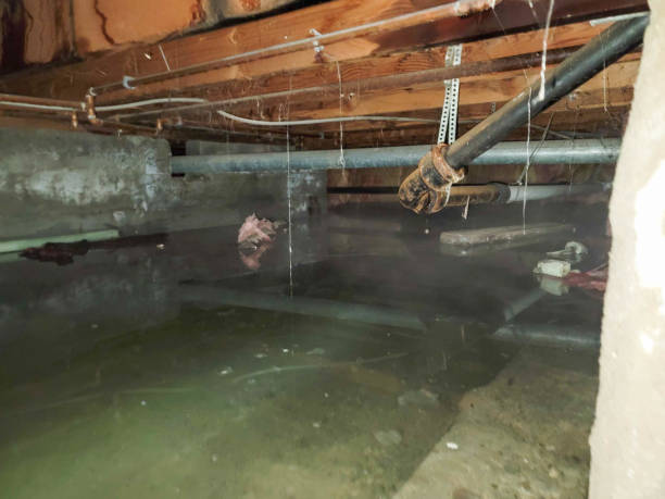 Best Water damage contractors near me  in Patterson, CA